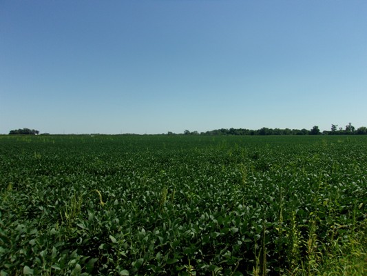 436.59 Acre Merrick County Land Auction | Ruhter Auction & Realty